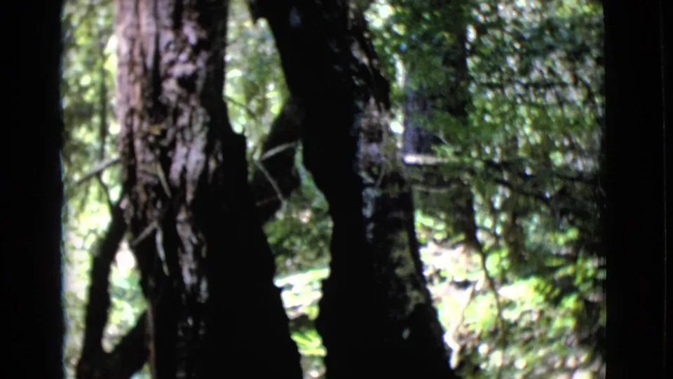 Vintage 8mm frame of a dense San Diego County woodland with large trunks, branches, and sunlight catching green plants.