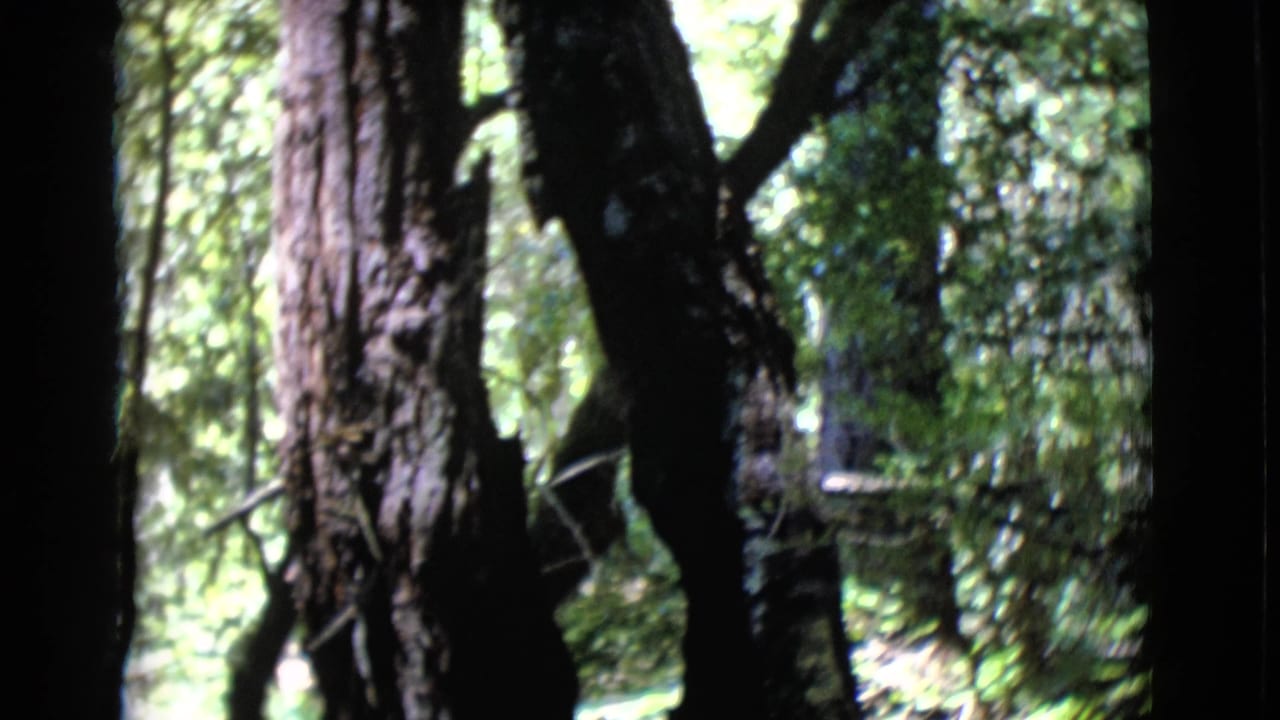 1968 8mm frame from San Diego County showing tall tree trunks, rough bark, leafy forest growth, and patches of sunlit canopy.