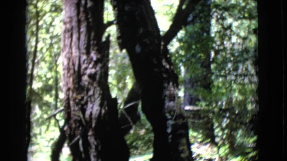 1968 8mm frame from San Diego County showing tall tree trunks, rough bark, leafy forest growth, and patches of sunlit canopy.