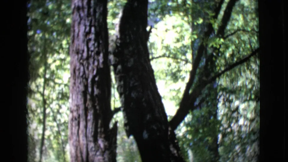 1968 San Diego County forest view with vertical tree trunks, dark shade, leafy branches, and bright openings through the canopy.
