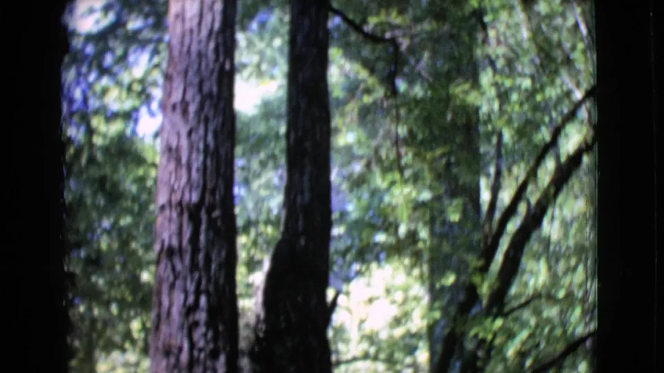 Handheld 8mm frame of tall trunks in a shaded San Diego County forest, with dense leaves and sunlight beyond the trees.