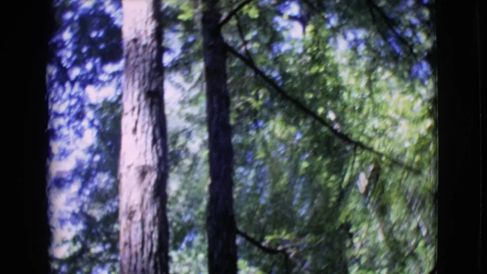 Final 1968 8mm forest frame showing a pale central trunk, darker surrounding trees, angled branches, green foliage, and bright sky patches.