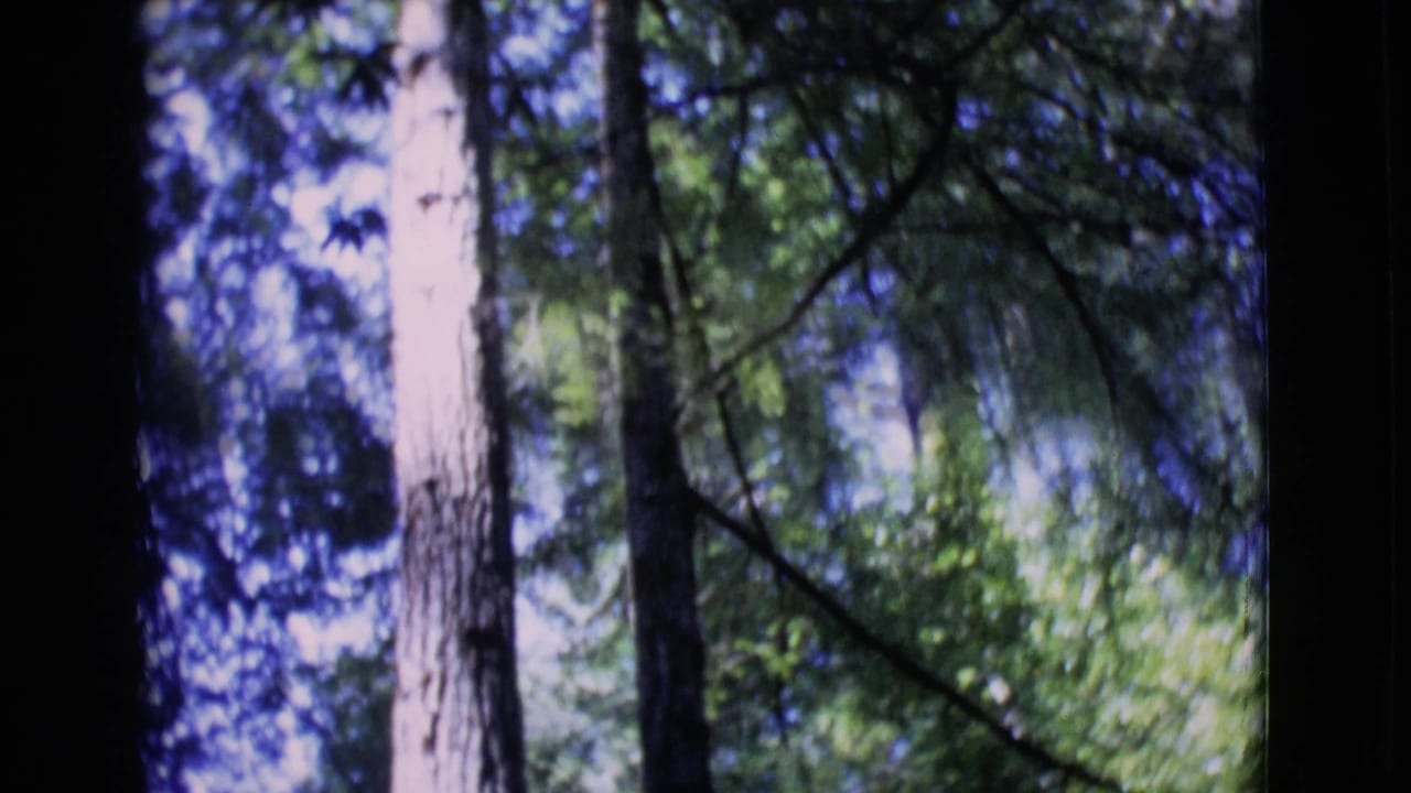 Tall trees and green branches seen from below in bright sun.