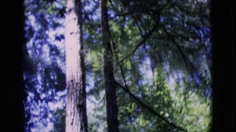 1968 San Diego County home-movie frame looking upward at tall trees, green foliage, and patches of bright sky.