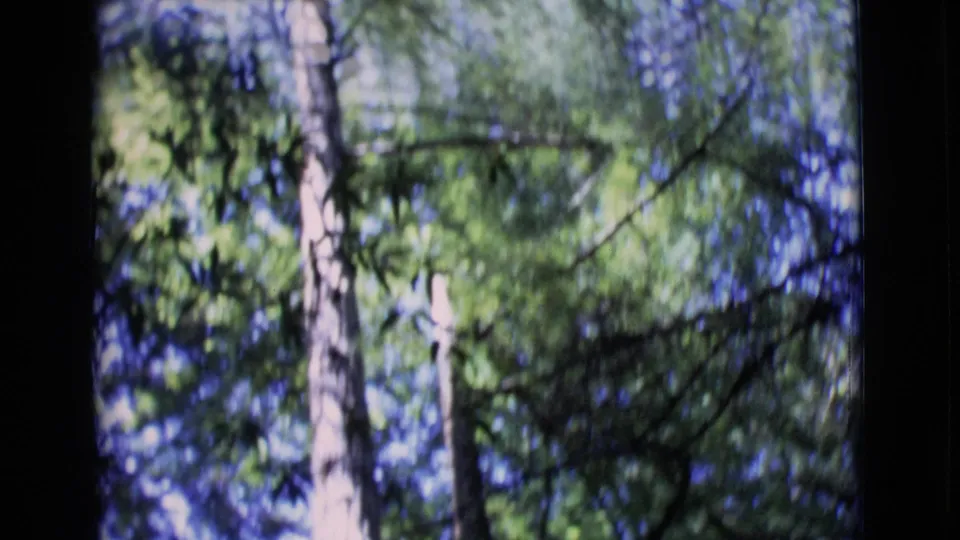 Soft 8mm view of tree trunks and leafy canopy in San Diego County, with overexposed sky filtering through the branches.