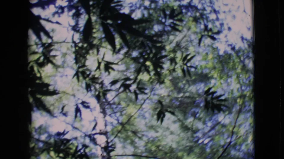 Handheld home-movie view of leaves, branches, and bright sky, emphasizing the shaded tree canopy outdoors.