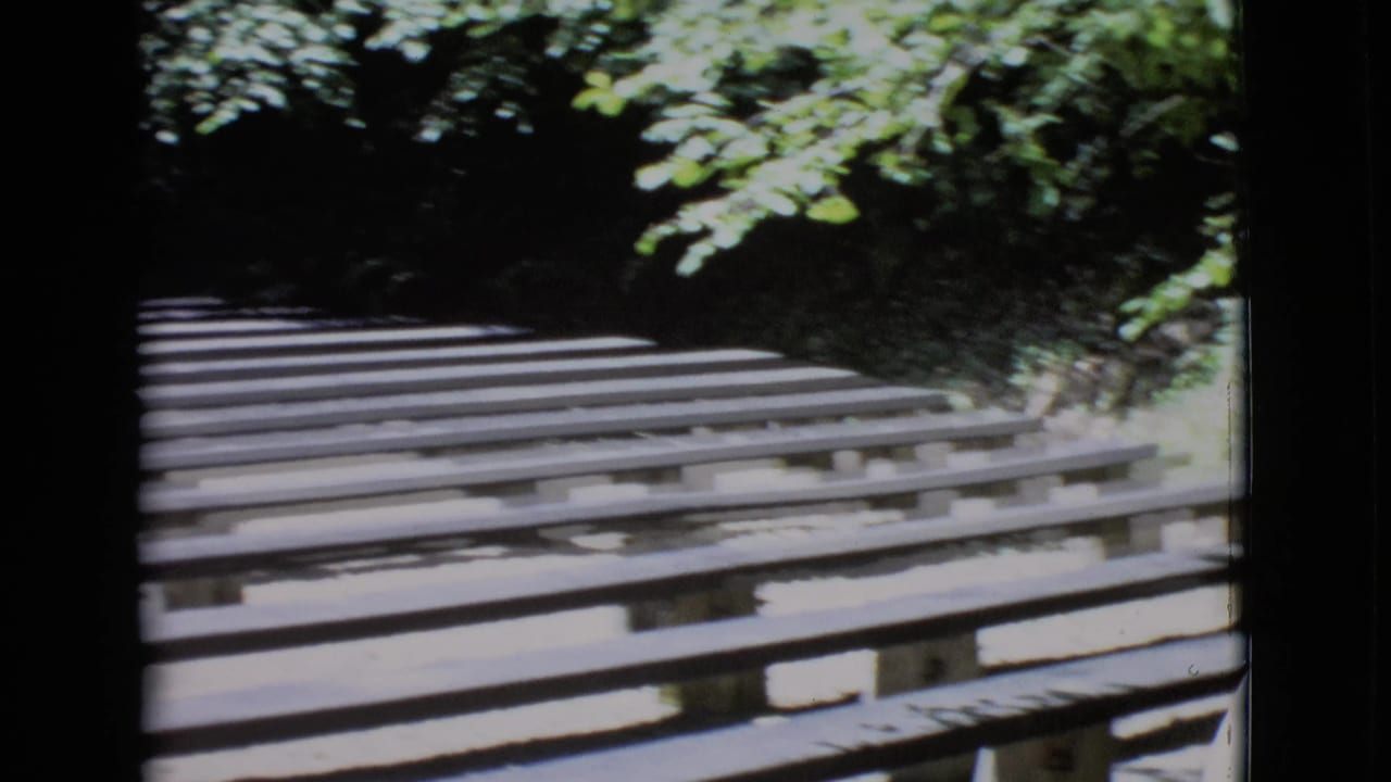 Wooden slatted walkway under leafy trees with bright sun and deep shade.