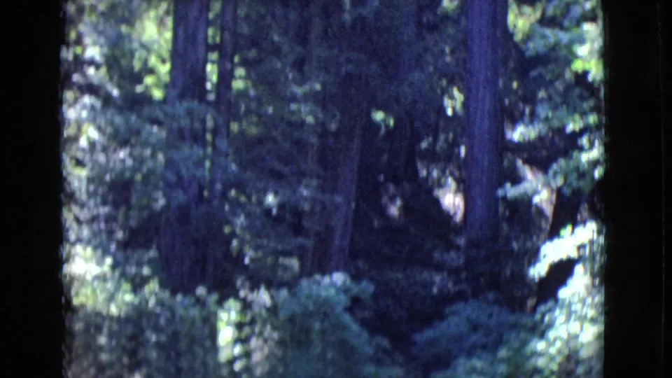 1968 San Diego County park footage looking into dense trees, ferns, and shaded foliage after the woman leaves frame.