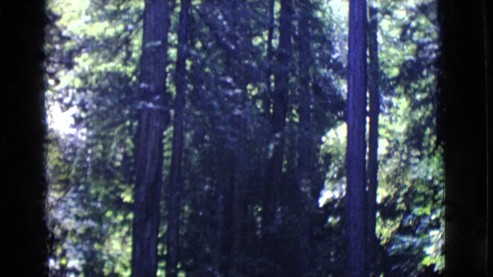 Handheld 8mm view of tall trees and filtered sunlight in the wooded San Diego County park setting.