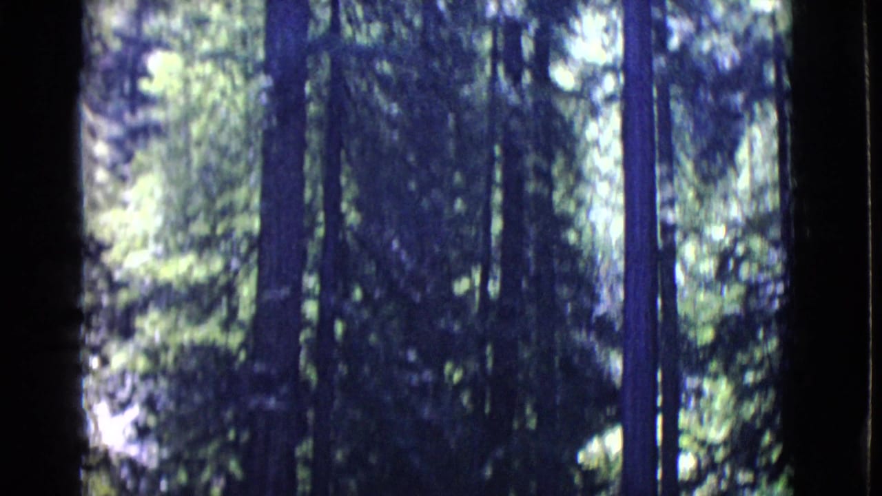 Tall trees and dense foliage in a shaded wooded area.