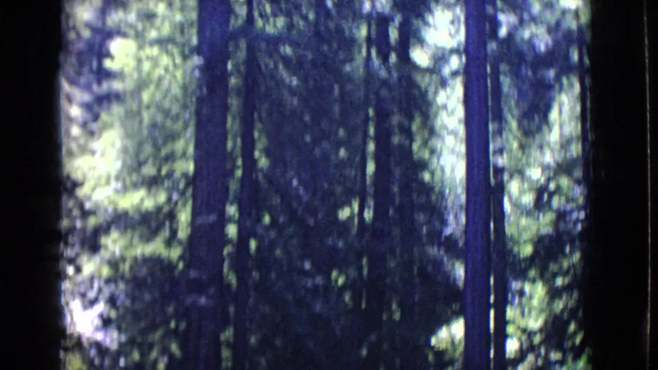 1968 San Diego County 8mm frame showing tall trees, dark trunks, and green foliage in dappled light.