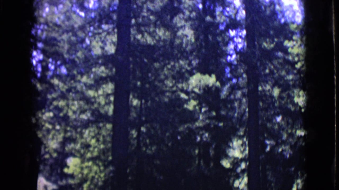 Tree trunks and leafy canopy seen through a dark 8mm frame edge.