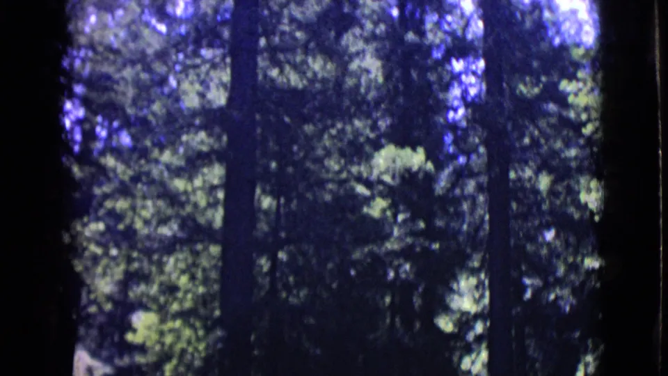 1968 San Diego County home-movie view of tree trunks and leafy canopy with strong shadow and blue color shift.