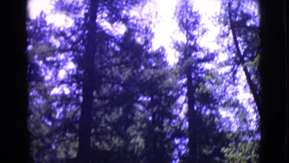 1968 San Diego County 8mm frame looking upward through tall trees, branches, and bright filtered sky.