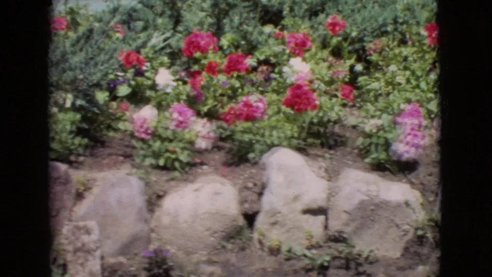 1968 San Diego County home-movie frame showing red and pink roses in a stone-edged residential garden.