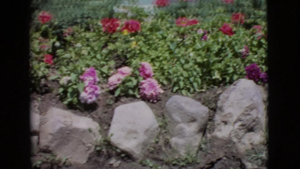 1968 San Diego County frame of a rose bed with pink and red blooms, large rocks, soil, and dense green plants.