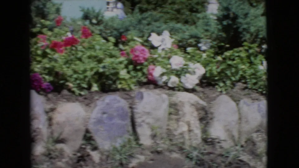 1968 San Diego County garden view with white and pink flowers, leafy shrubs, and rounded stones along the bed edge.