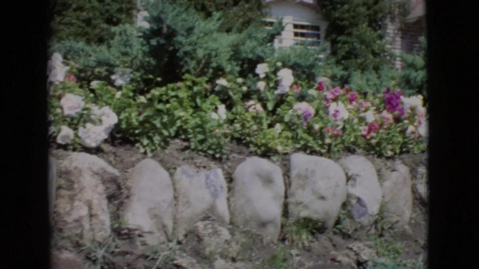1968 San Diego County residential garden with mixed flowers, stone edging, trees, and a partial house exterior in the background.
