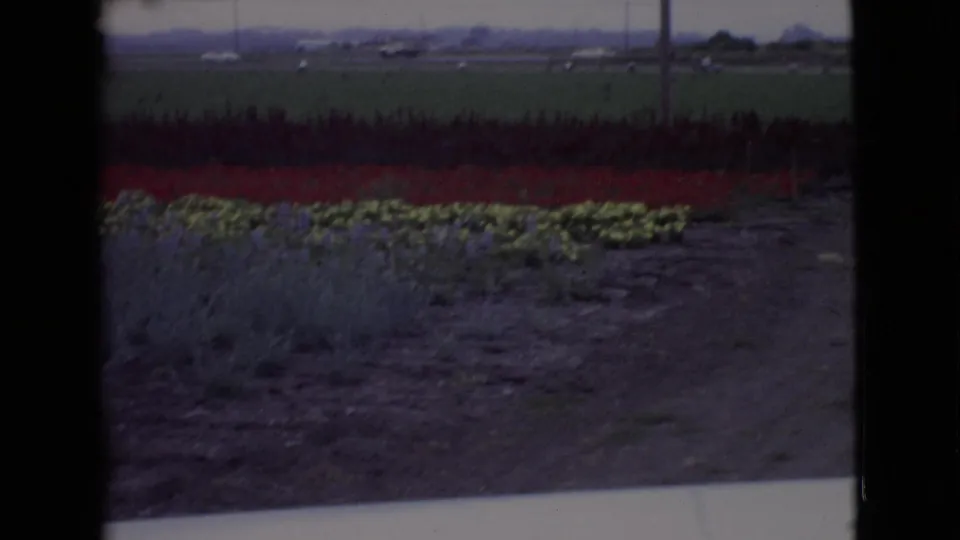 1968 San Diego County frame showing red and yellow flower rows beside a green field, with small distant vehicles near the horizon.