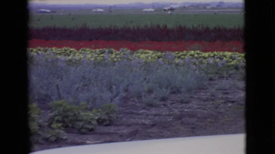 1968 San Diego County 8mm frame of a flower field with red, yellow, and purple-blue rows below a green field and distant traffic.