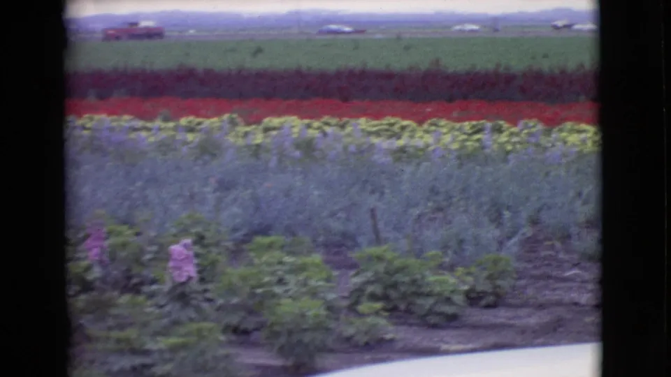 1968 San Diego County home-movie frame showing colorful flower rows, foreground plants, green fields, and small distant vehicles.
