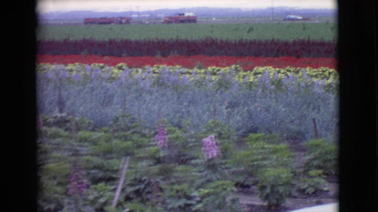 Flower rows in a rural field with distant farm structures and hills.