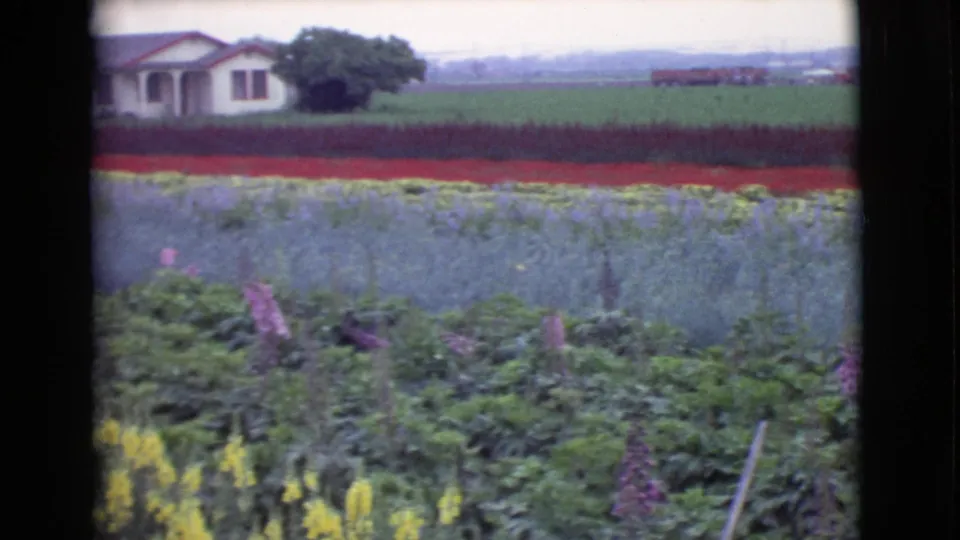 1968 San Diego County flower rows seen from a moving vehicle, with a small white house and trees in the background.