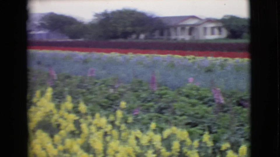 Moving 8mm view of a rural San Diego County flower field, with saturated rows and a distant white house softened by motion blur.