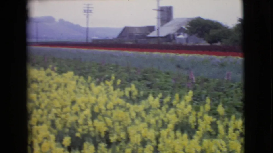 1968 8mm frame of yellow flower rows in San Diego County, with farm buildings, utility poles, trees, and hazy hills in the distance.