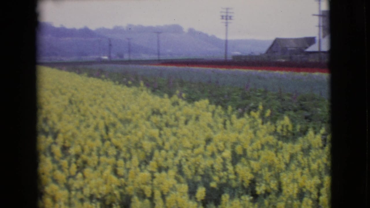 Yellow flower field with red rows, distant hills, utility poles, and a barn-like structure.