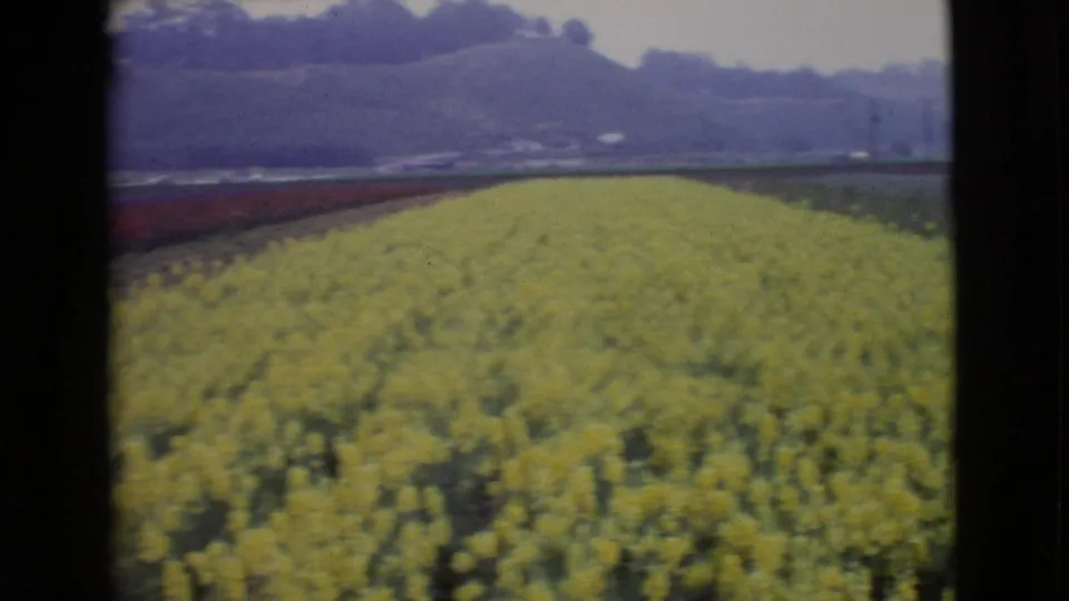1968 San Diego County flower field with dense yellow blooms, a red border row, distant hills, and utility poles under a pale sky.