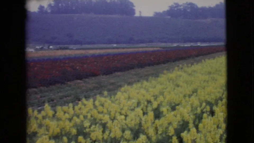 1968 8mm rural San Diego County view showing yellow flowers, red flower beds, green rows, low hills, and a soft overcast sky.