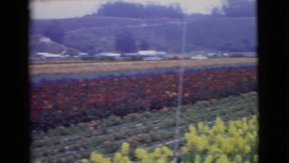 1968 San Diego County flower-field view with red beds, green rows, foreground yellow blooms, distant structures, hills, and a utility pole.