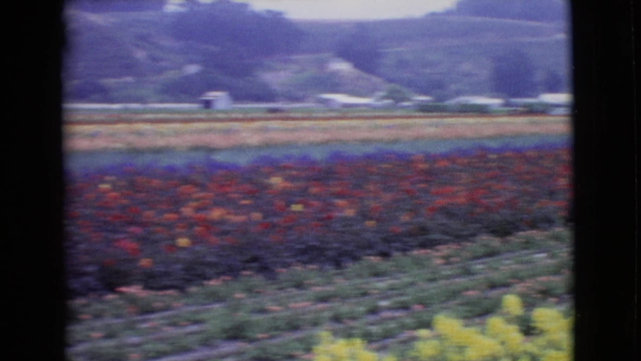 Rows of colorful flowers with distant hills and small farm buildings.