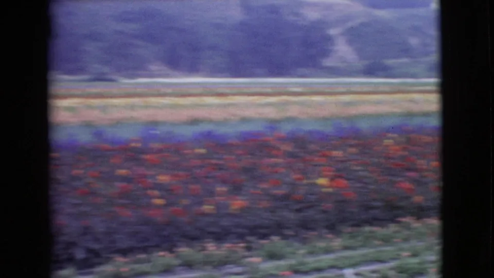 1968 San Diego County home-movie view of a flower field with red and purple rows, a pale path, scattered buildings, and hills beyond.