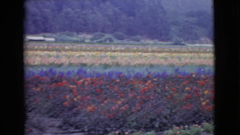 Soft 8mm frame from 1968 San Diego County showing dense flower rows, multicolored blooms, low farm structures, and tree-covered hills.
