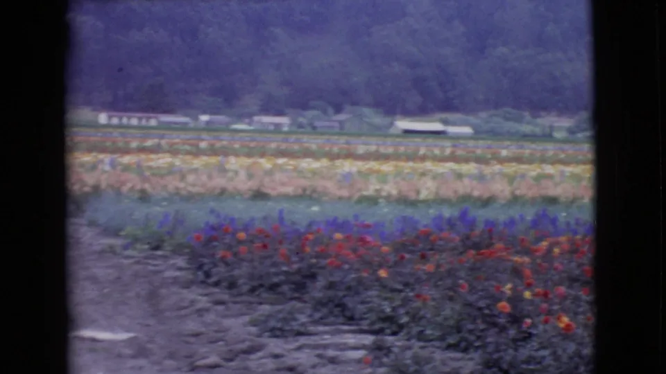 1968 San Diego County 8mm frame showing a dirt path between colorful flower rows, with small buildings and hills in the background.