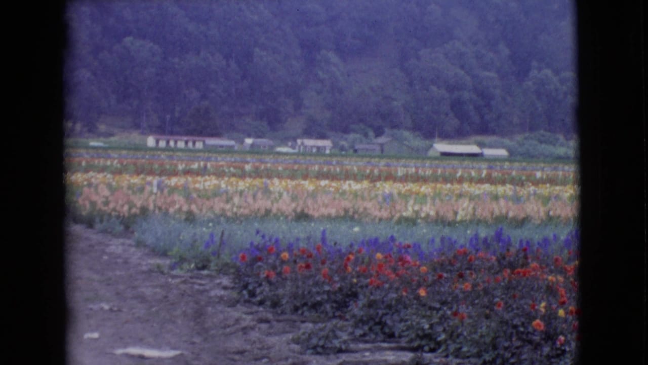 1968 San Diego County 8mm view of flower rows, open soil, low farm buildings, and a tree-covered hillside beyond the fields.
