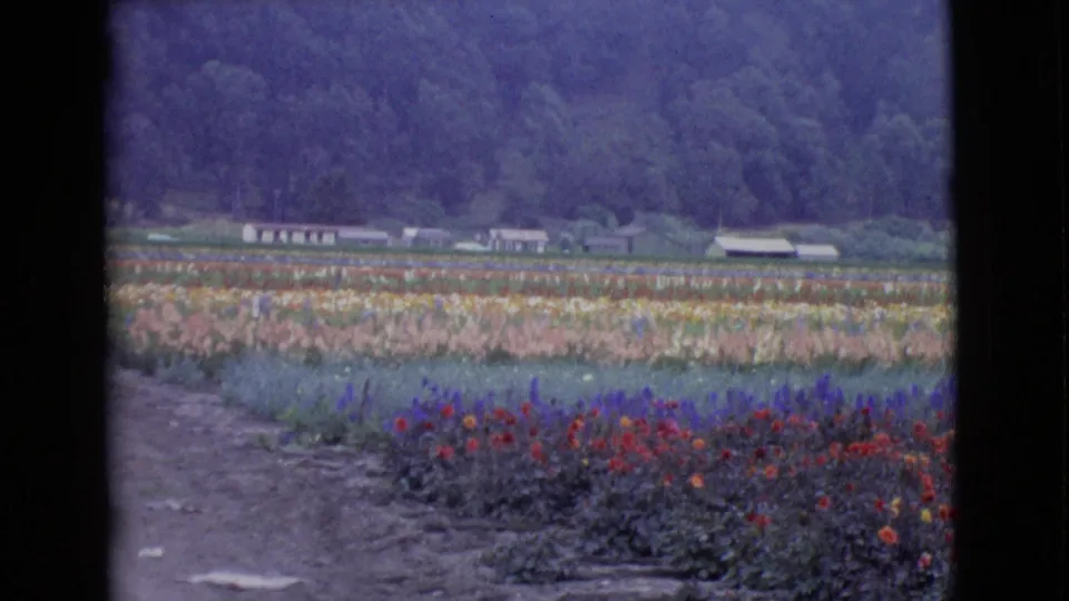 1968 San Diego County 8mm view of flower rows, open soil, low farm buildings, and a tree-covered hillside beyond the fields.