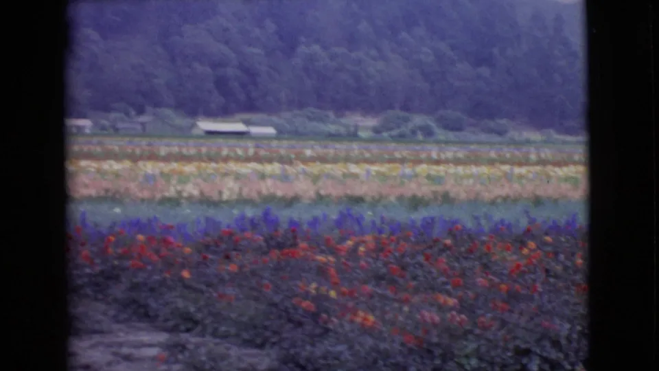 A handheld 8mm frame shows dense flower beds in the foreground, lighter rows across the middle distance, and rural buildings near a wooded slope.