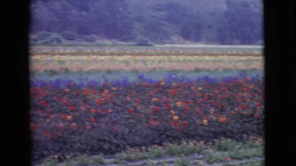 Rows of red and purple flowers fill most of the frame, with paler cultivated rows and a wooded background in the 1968 California home-movie footage.