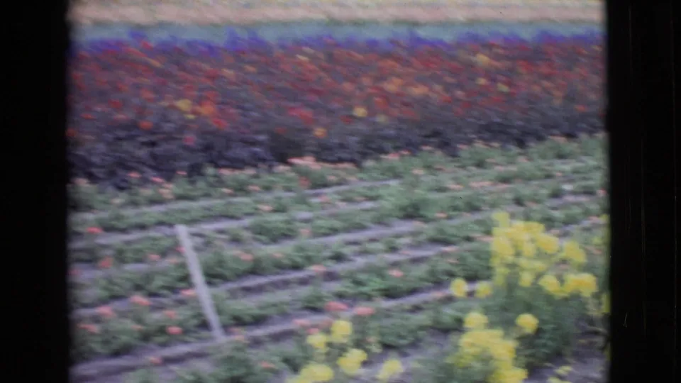 The pan reaches green staked beds and yellow flowers in the foreground, with darker red and purple flower rows continuing across the field.