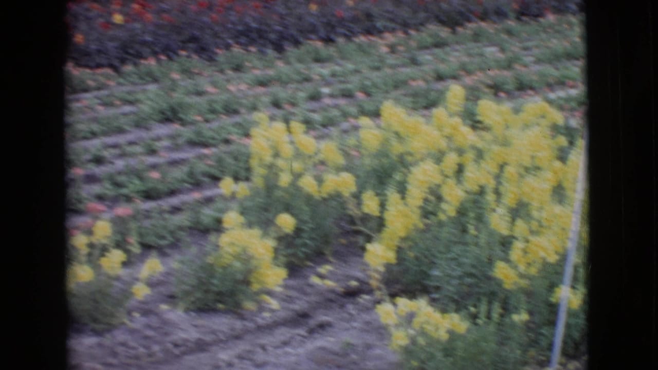 1968 San Diego County 8mm frame showing yellow blooms in a garden bed with darker rows of flowers behind them.