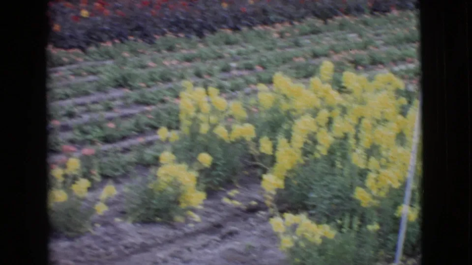 1968 San Diego County 8mm frame showing yellow blooms in a garden bed with darker rows of flowers behind them.