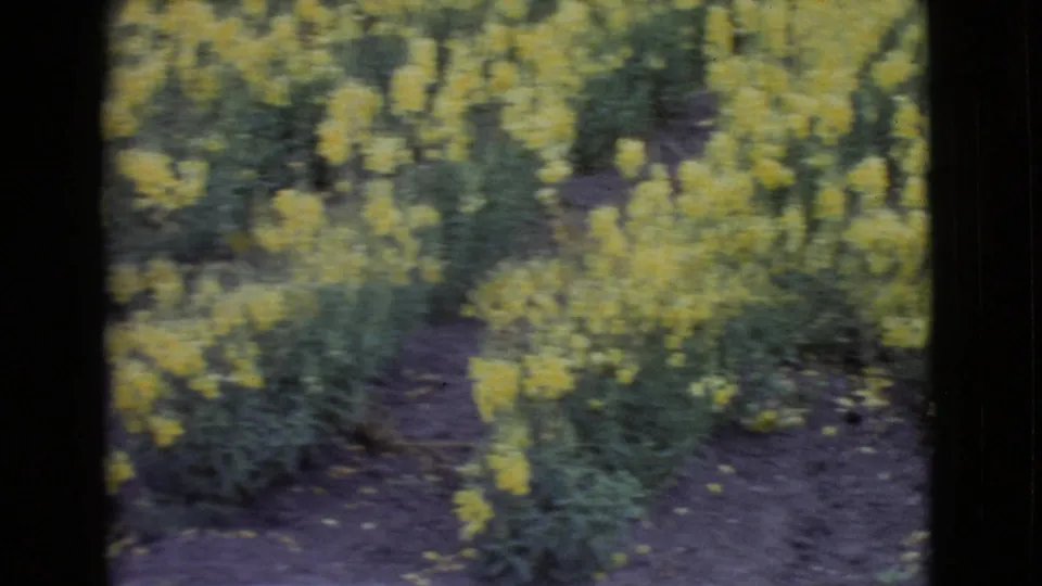 1968 San Diego County home-movie view of yellow flower rows bordering a dark soil path in a planted garden.