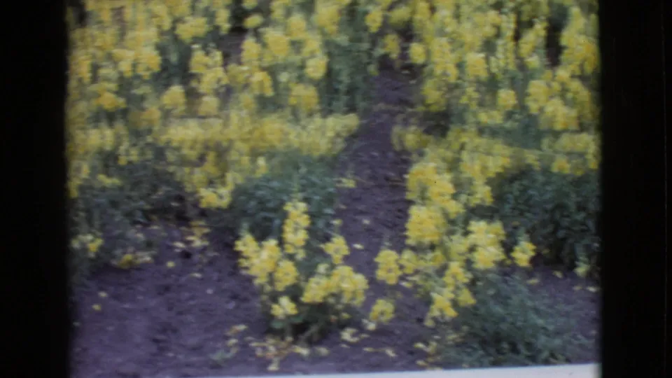 Color 8mm frame from San Diego County in 1968 showing a garden path surrounded by yellow flowering plants.