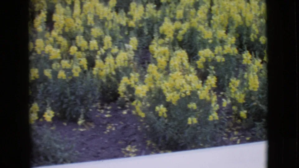 1968 San Diego County 8mm frame with dense yellow flowers and greenery, partly bordered by a pale foreground edge.