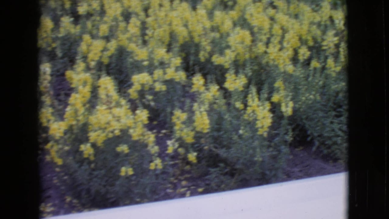 Yellow flowering plants beside a pale roadside or field edge.