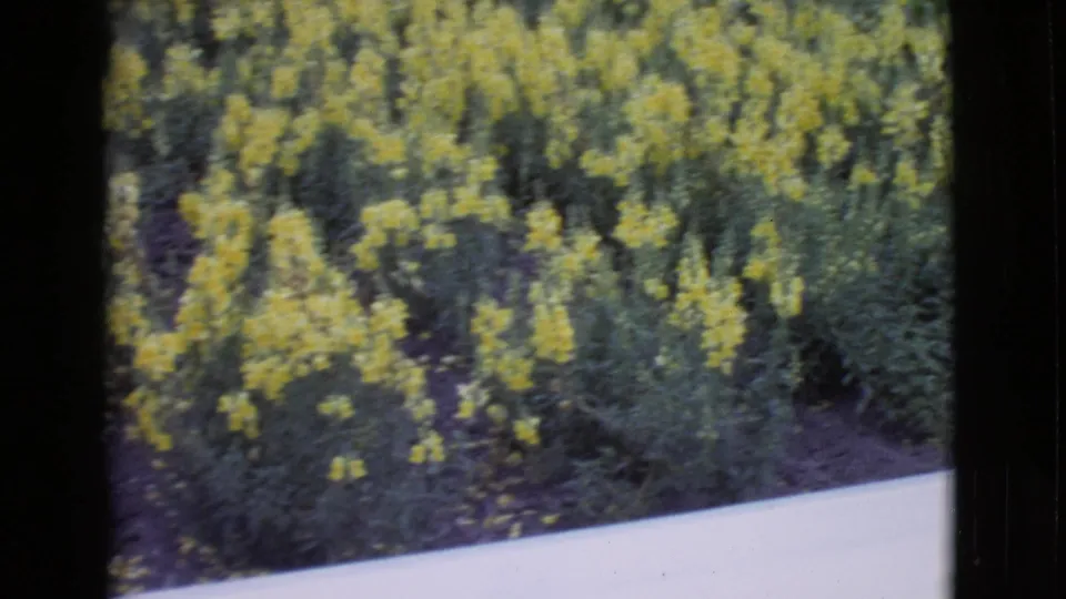 1968 8mm San Diego County footage showing yellow flowering plants along a pale roadside or cultivated field edge.