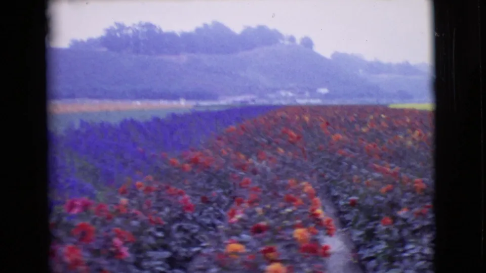 1968 8mm view of red and purple flower rows in San Diego County, with low hills beyond the cultivated field.